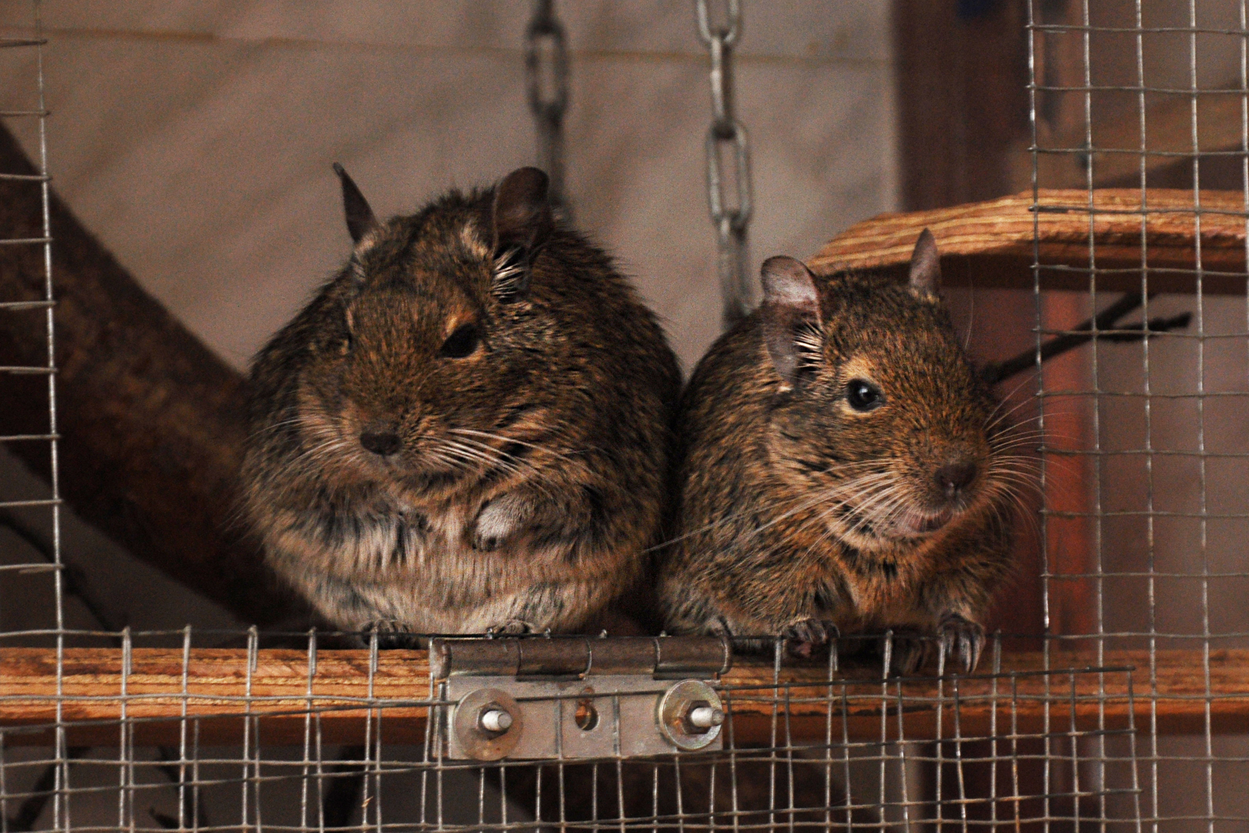 degus